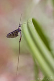vgalerie-insecte-27.jpg