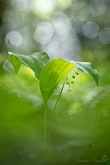 Muguet sauvage