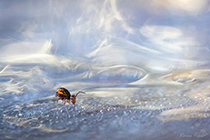 Publication Florilège 2025 Martine Propice