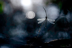 Publication Florilège 2025 Martine Propice