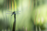 h2a8585-1920px-s.jpg
